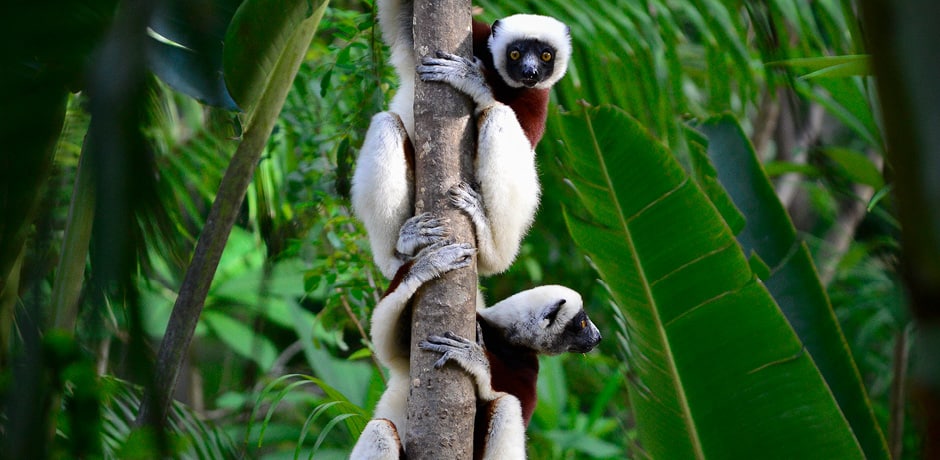 Discovering Madagascar
